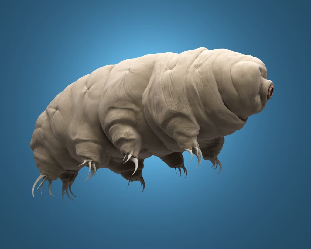 teeny tardigrades